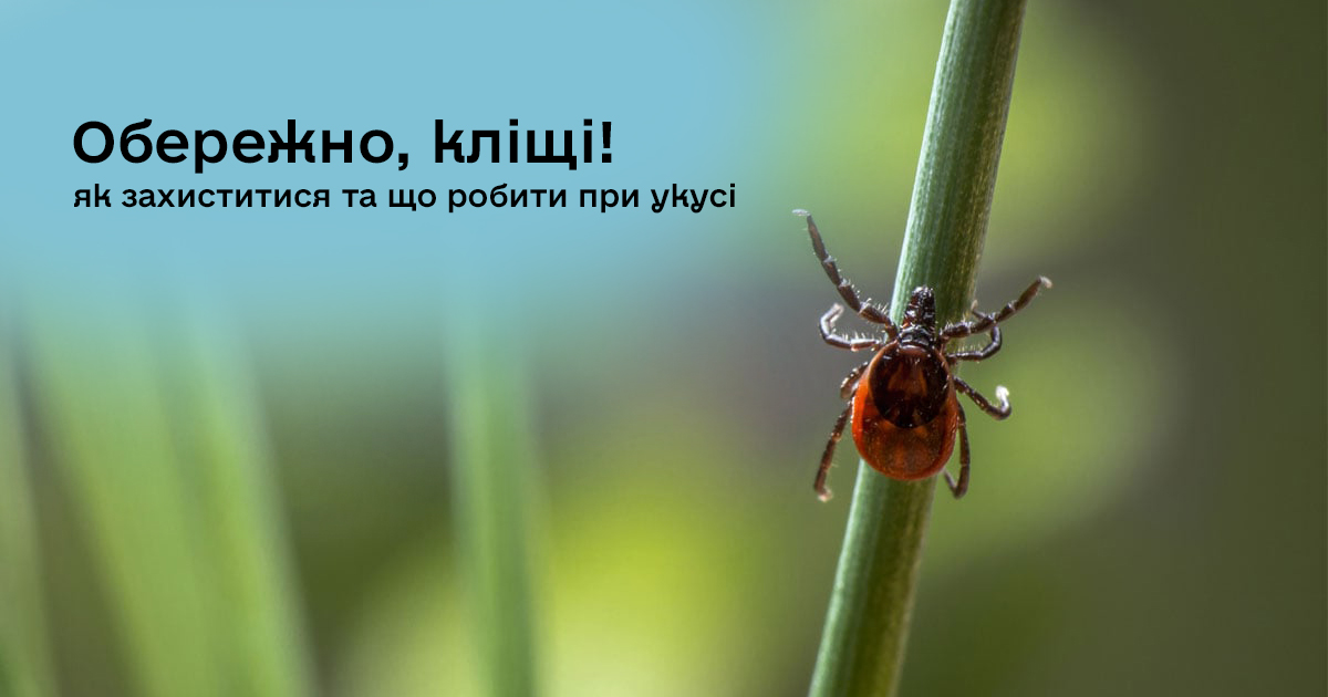 Обережно, кліщі: як захиститися та що робити при укусі