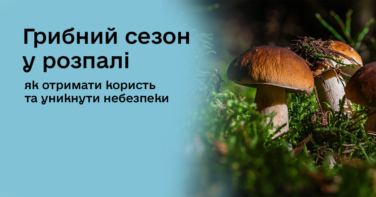 Грибний сезон у розпалі: як отримати користь та уникнути небезпеки